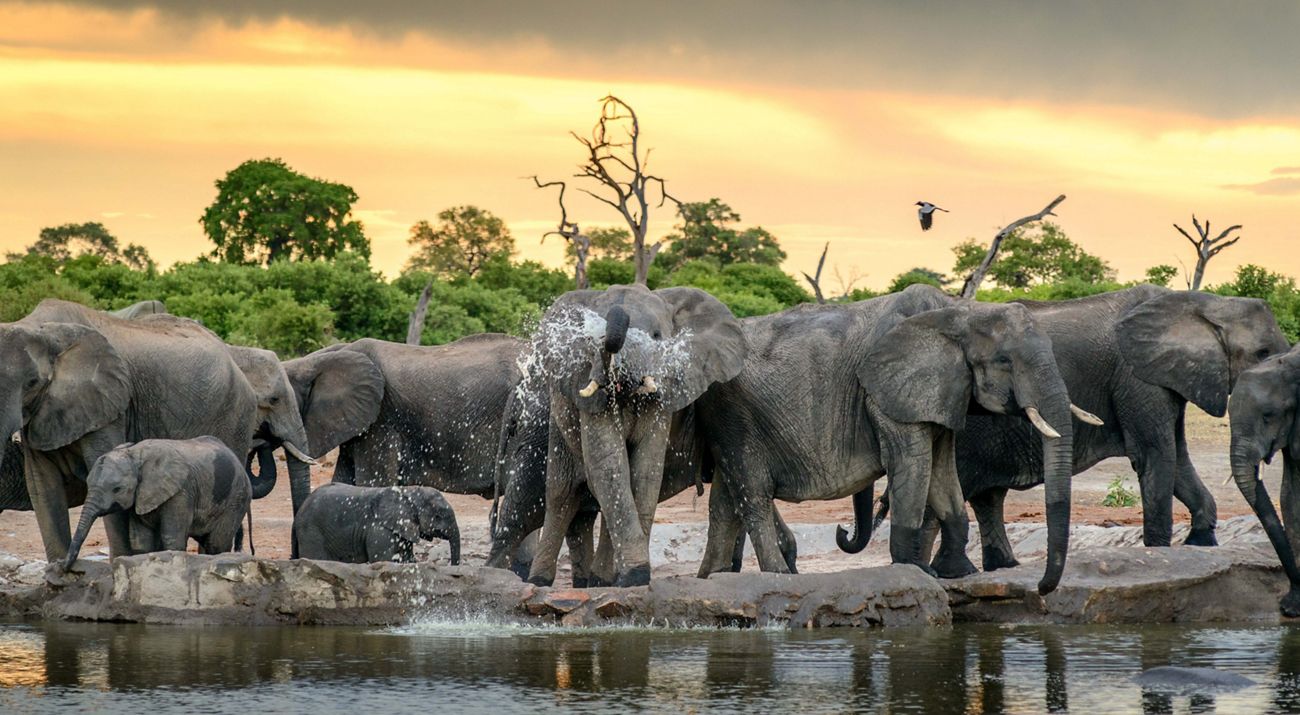 elephants at watering hole