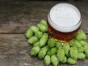 pint of beer surrounded by green hops on wooden table