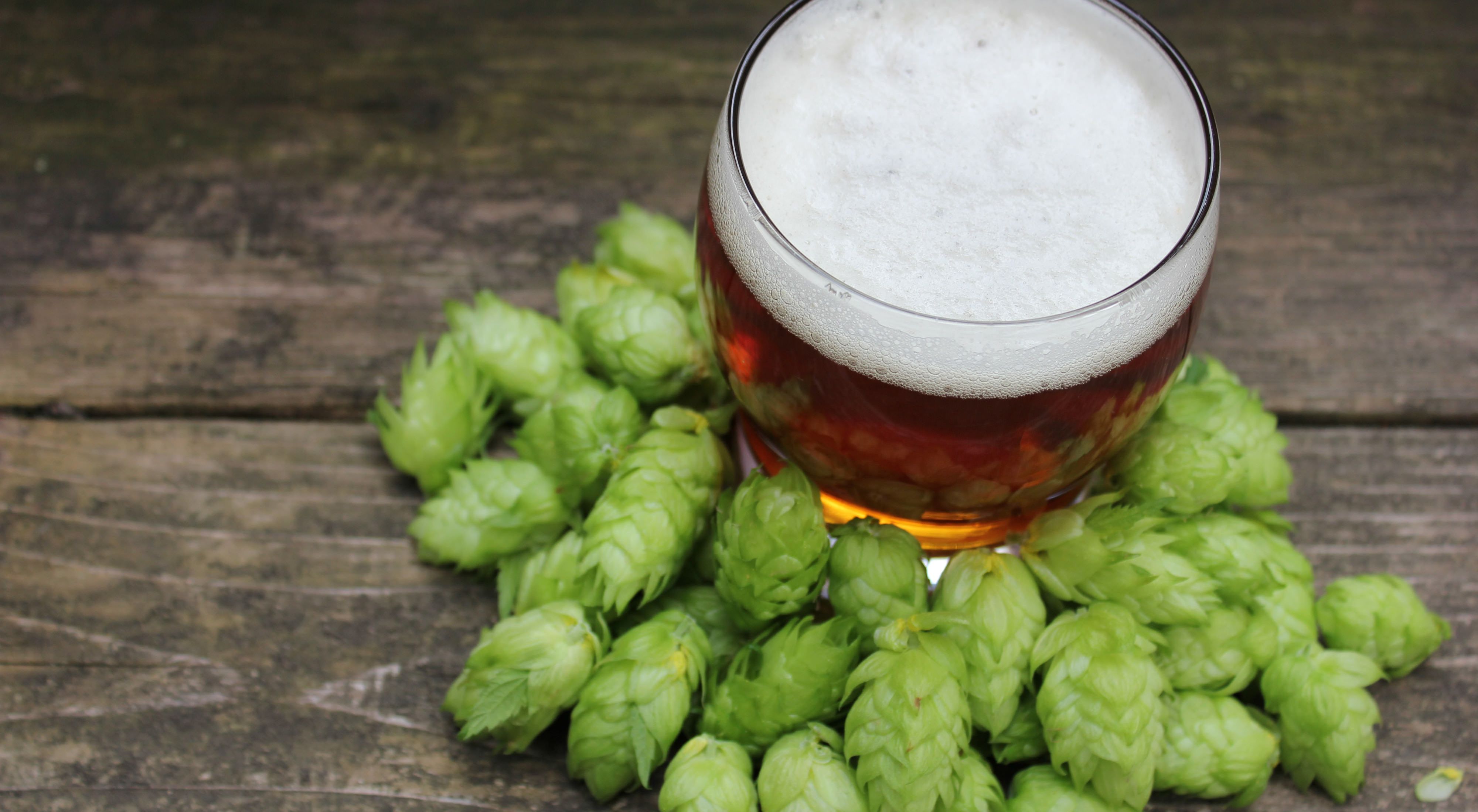 Hops are part of the picture. Water is 95 percent of beer's ingredients.
