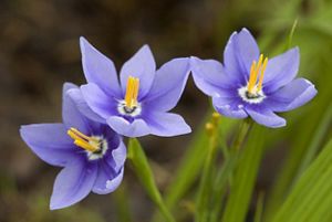 Vibrant purple prairie celestials thriving in the prairies of Oklahoma. 