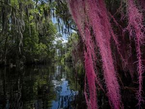 Spanish moss glows pink as it hangs near a waterway in the Okefenokee.