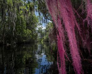 Spanish moss glows pink as it hangs near a waterway in the Okefenokee.