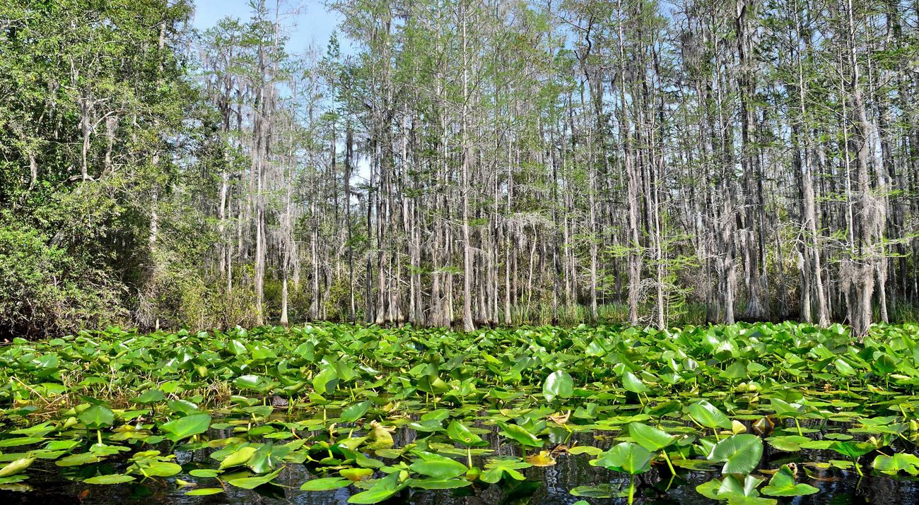 Green water plants float on black water with gray and green trees in the background.