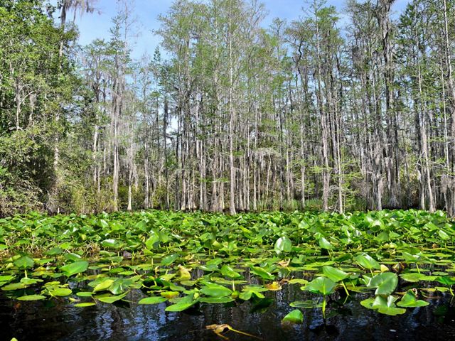 Floating lily pads cover the surface of a small pond. Cypress trees tower above the water.