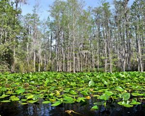 Green water plants float on black water with gray and green trees in the background.