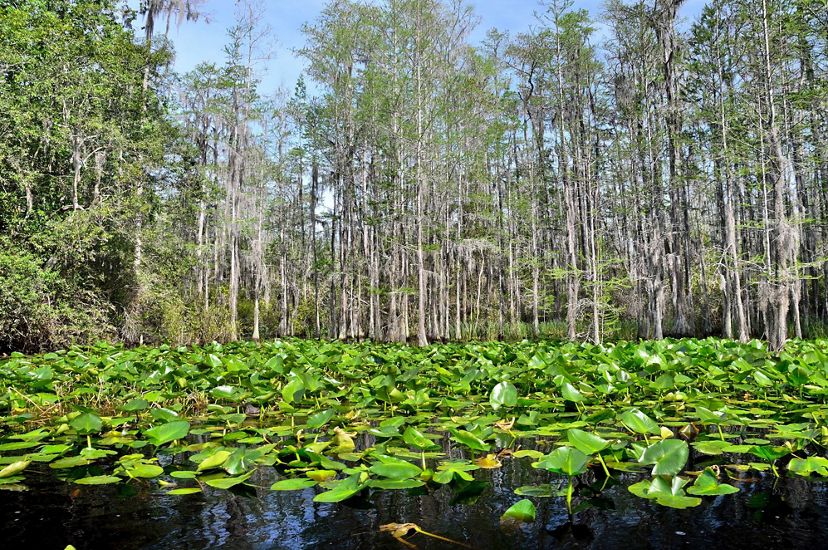Floating lily pads cover the surface of a small pond. Cypress trees tower above the water.