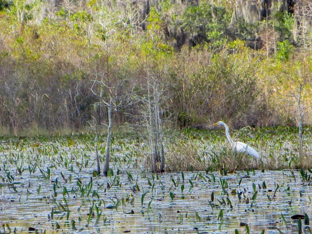 A large white heron stalks prey in the wetland waters of the Okefenokee National Wildlife Refuge.