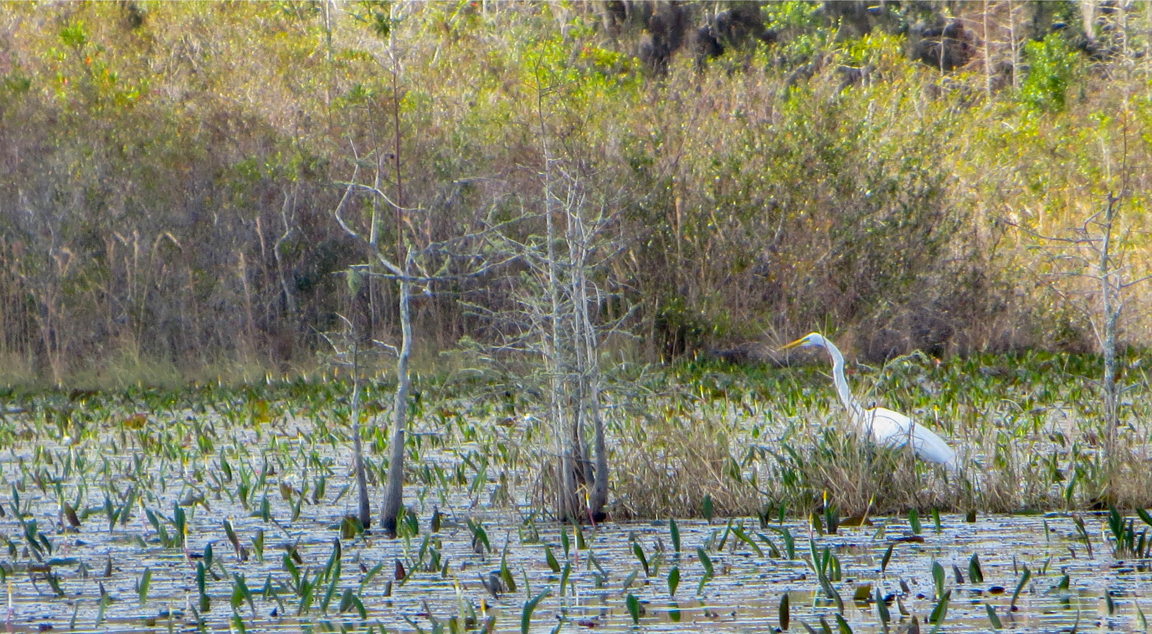 An egret walks through the shallow water of Okefenokee Swamp.