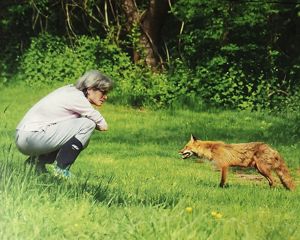 A person crouches down in green grass in front of a fox which looks at them curiously. 