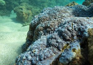 Blue rice coral 