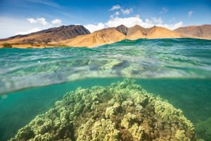 A split view between coral reef under water and golden, mountainous ridges in the distance with wavy water in the foreground.