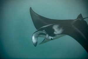 Olowalu is home to the largest population of manta rays in Hawai‘i. 