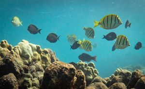 Olowalu corals provide critical habitat for reef fish. 