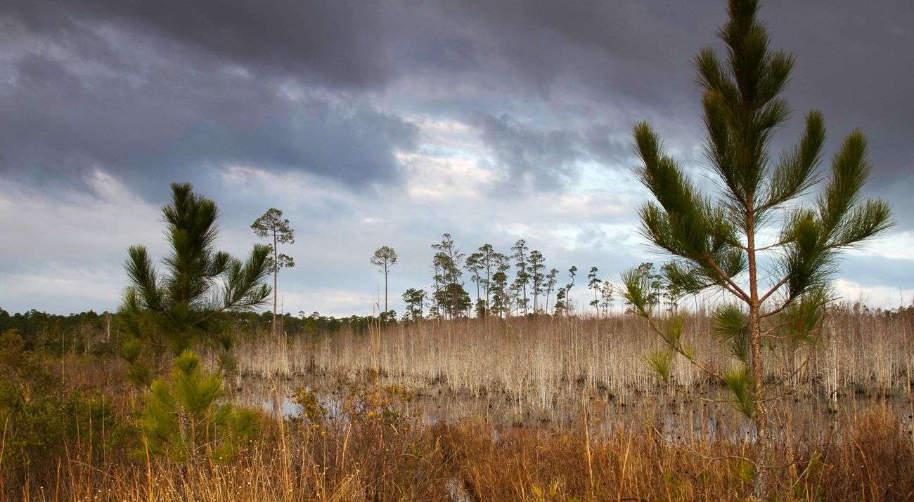 Trees grow amongst tall brown grass against a cloudy blue sky.