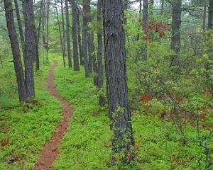 A trail winds between pine trees and through bright green undergrowth.