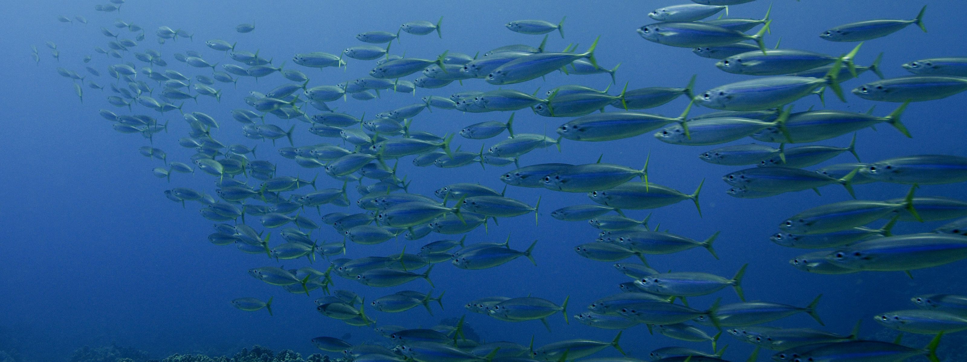A school of opelu fish swimming in the waters of Hawaii.