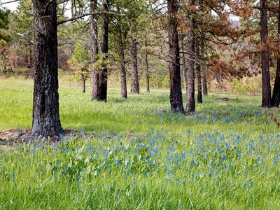 of the Pacific Northwest used fire to improve their yield of edible plants, including camas, berries, and other crops, to manage game animals, and to maintain open spaces