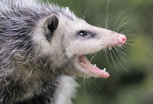 An opossum shown in profile with its mouth open hissing to warn predators. 