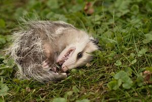 An opossum lying on its side playing dead in a grassy field. 