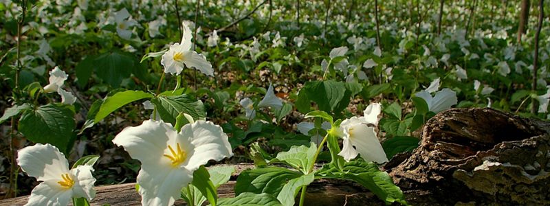 Forest floor covered in white trilliums.