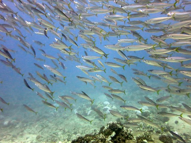 Large school of silver-colored fish swim under water.