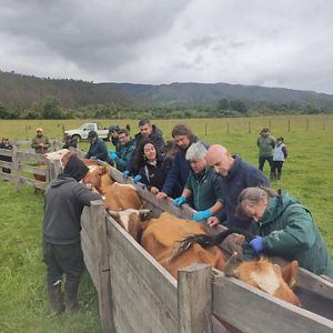 Operativo veterinario en Cadillal.