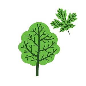 How To Identify Common Oregon Trees