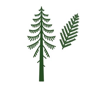 How To Identify Common Oregon Trees