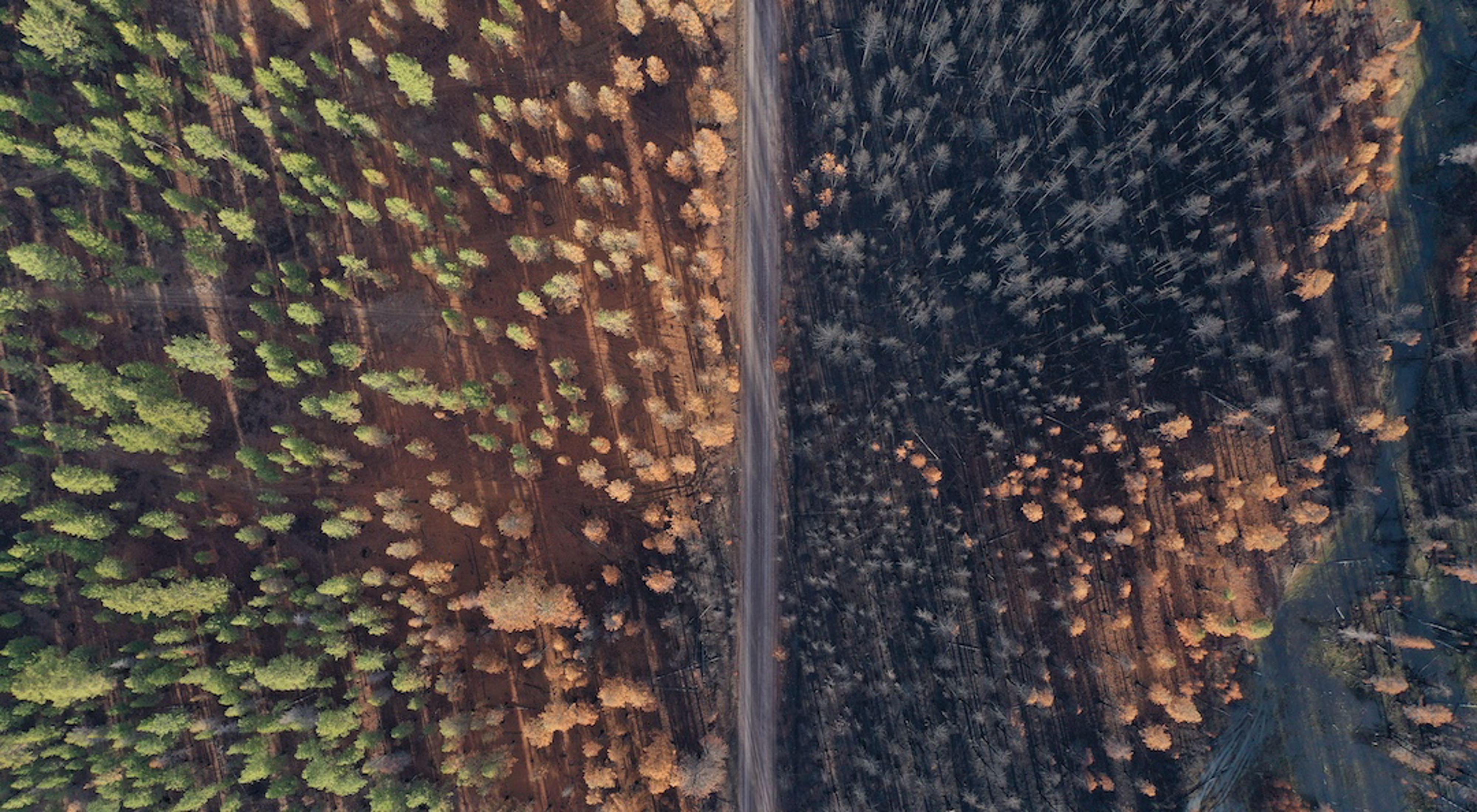 A drone shot of the Coyote Area after the Bootleg Fire showing a road bisecting a forest; the right half of the forest is burned, while the left half is not.