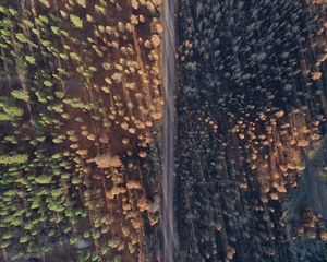 A drone shot of the Coyote Area after the Bootleg Fire showing a road bisecting a forest; the right half of the forest is burned, while the left half is not.