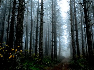 CRECIMIENTO FORESTAL EN OREGÓN.