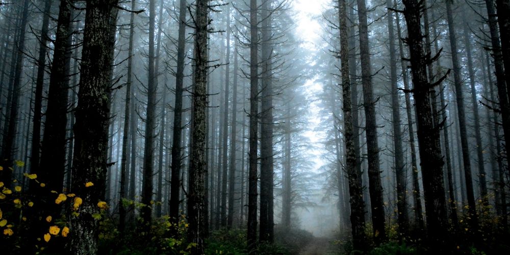 Gray smoke hangs in the air of a dark forest.