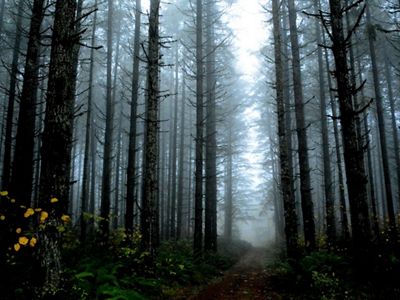 Burned trees and understory regrowth after a fire in Sweet Home, Oregon.