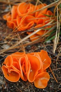 An orange fungus on the forest floor that looks like orange peel.
