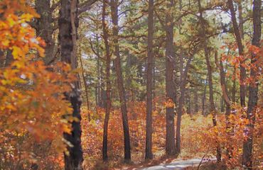 Golden fall leaves and trees line a path in the woods.