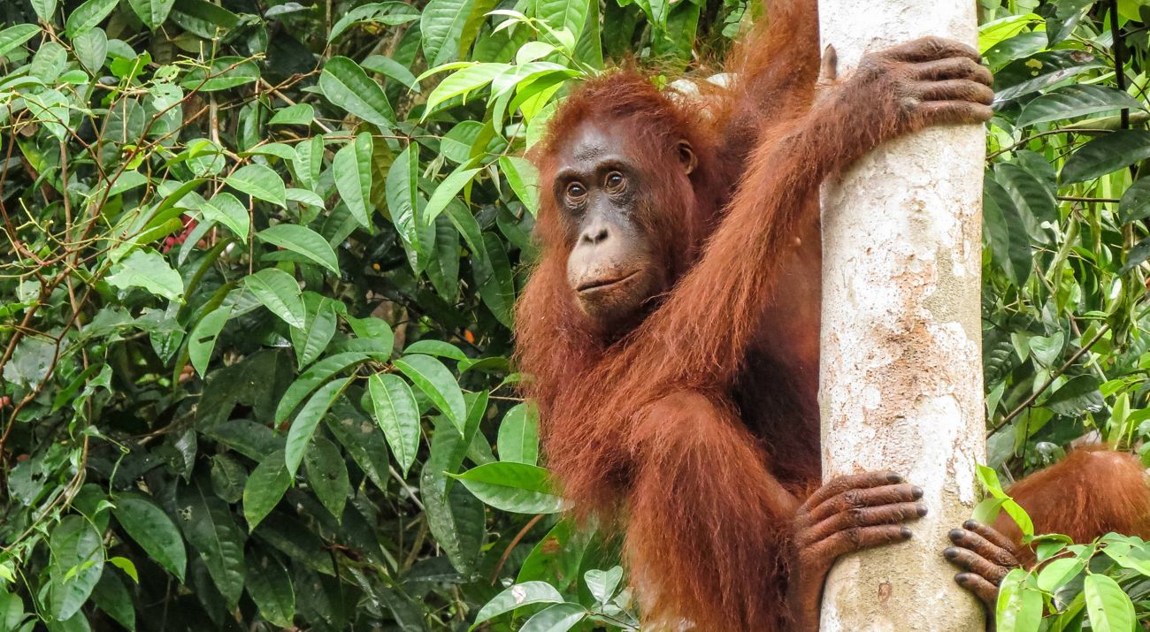 A Bornean orangutan, a critically endangered primate, clings to a tree trunk in a forest.