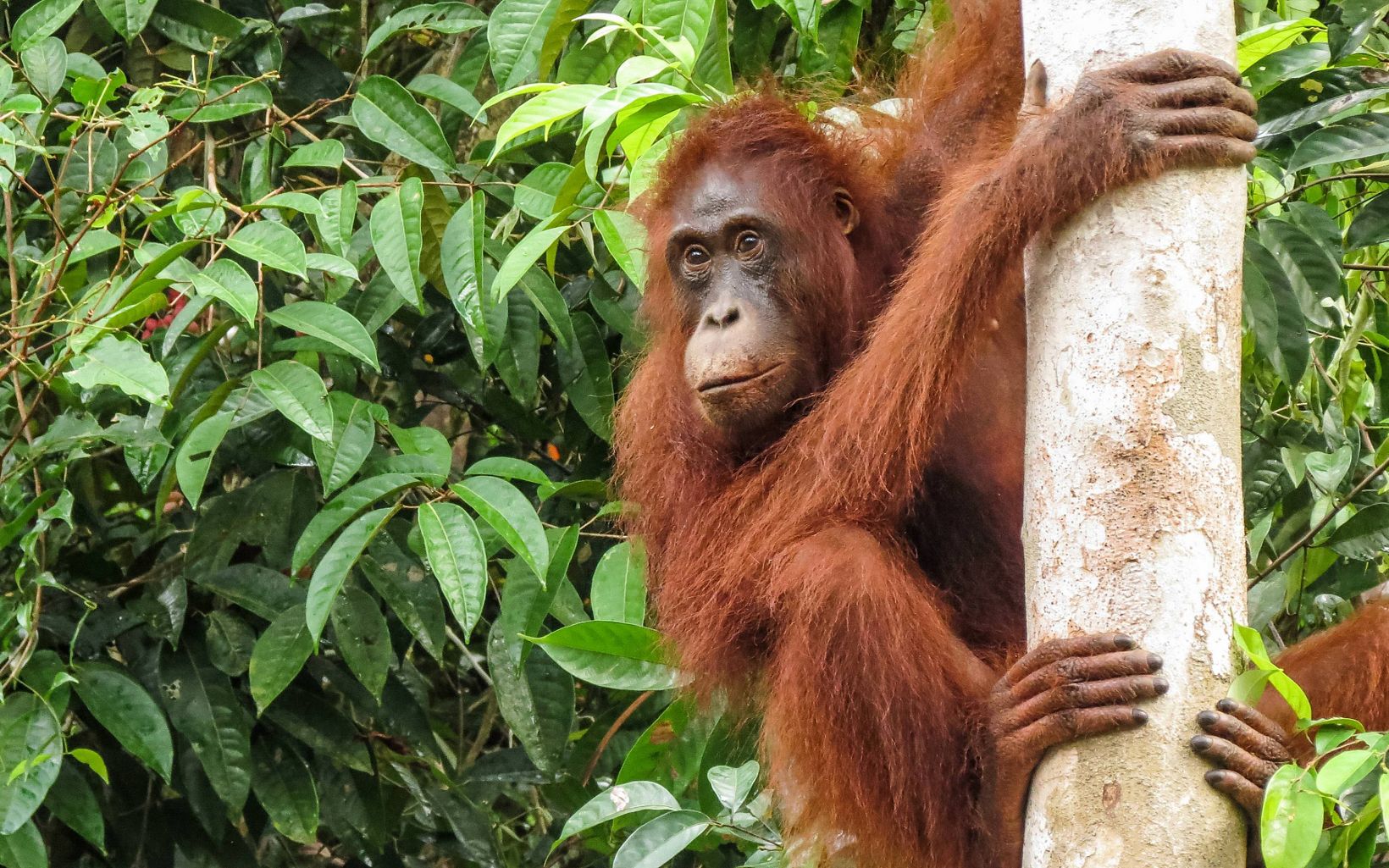 orangutan on a tree trunk