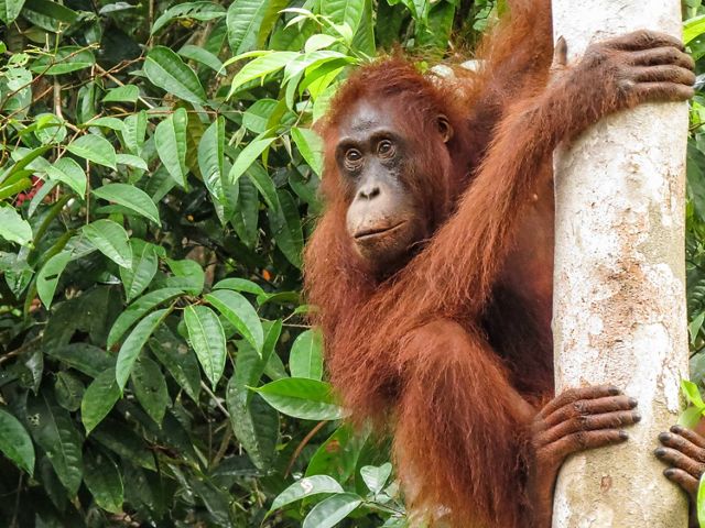 An adult orangutan hangs on to a tree trunk in a forest.