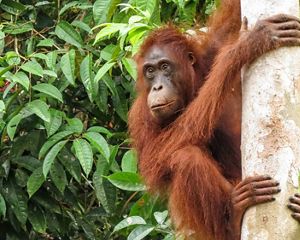 An adult orangutan hangs on to a tree trunk in a forest.