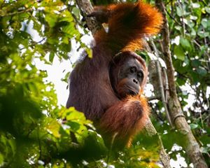 an orangutan grips a tree trunk