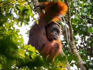 an orangutan grips a tree trunk