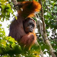 An orangutan sits in the forest canopy of Indonesia Borneo.