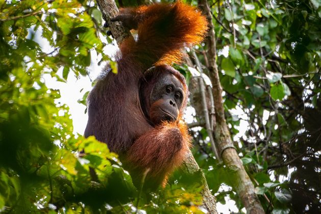 An orangutan in a tree looks down at the camera.