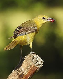 A yellow bird with a berry in its mouth sits on a branch.