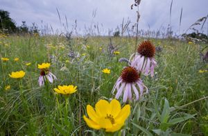 Flowers blooming in a prairie.