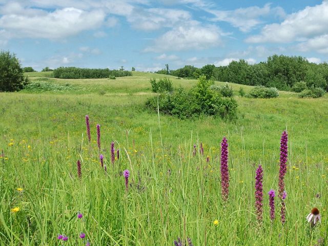 Floristically diverse conservation prairie
