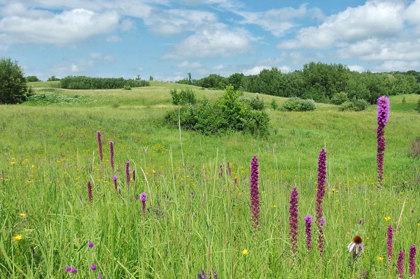 a lush green grass prairie with tall purple flower.