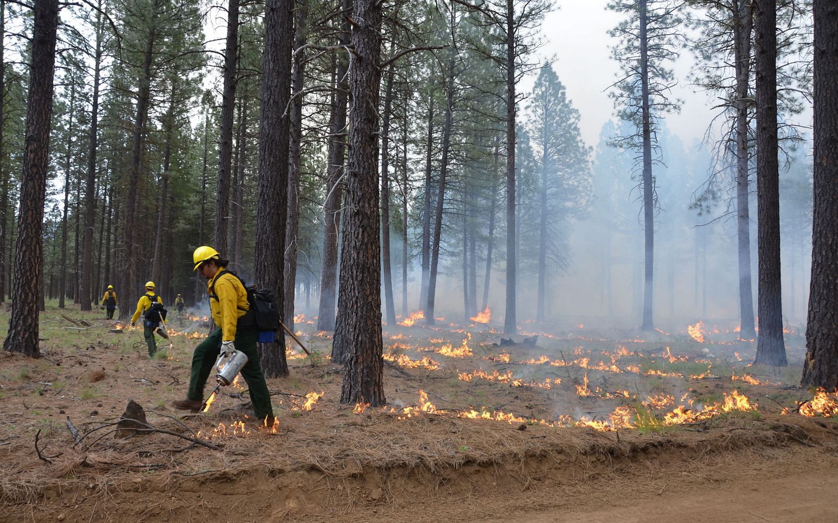 Firefighters use drip torches to set lines of prescribed fire along the ground cover of a forest in Oregon.
