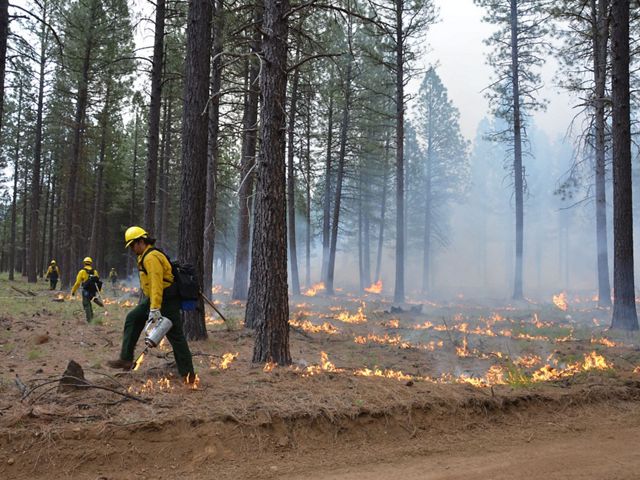 Carefully planned and managed, controlled fires improve forest health and reduce the risk of severe wildfire. Here, fire workers remove the underbrush and overgrowth of fuels.
