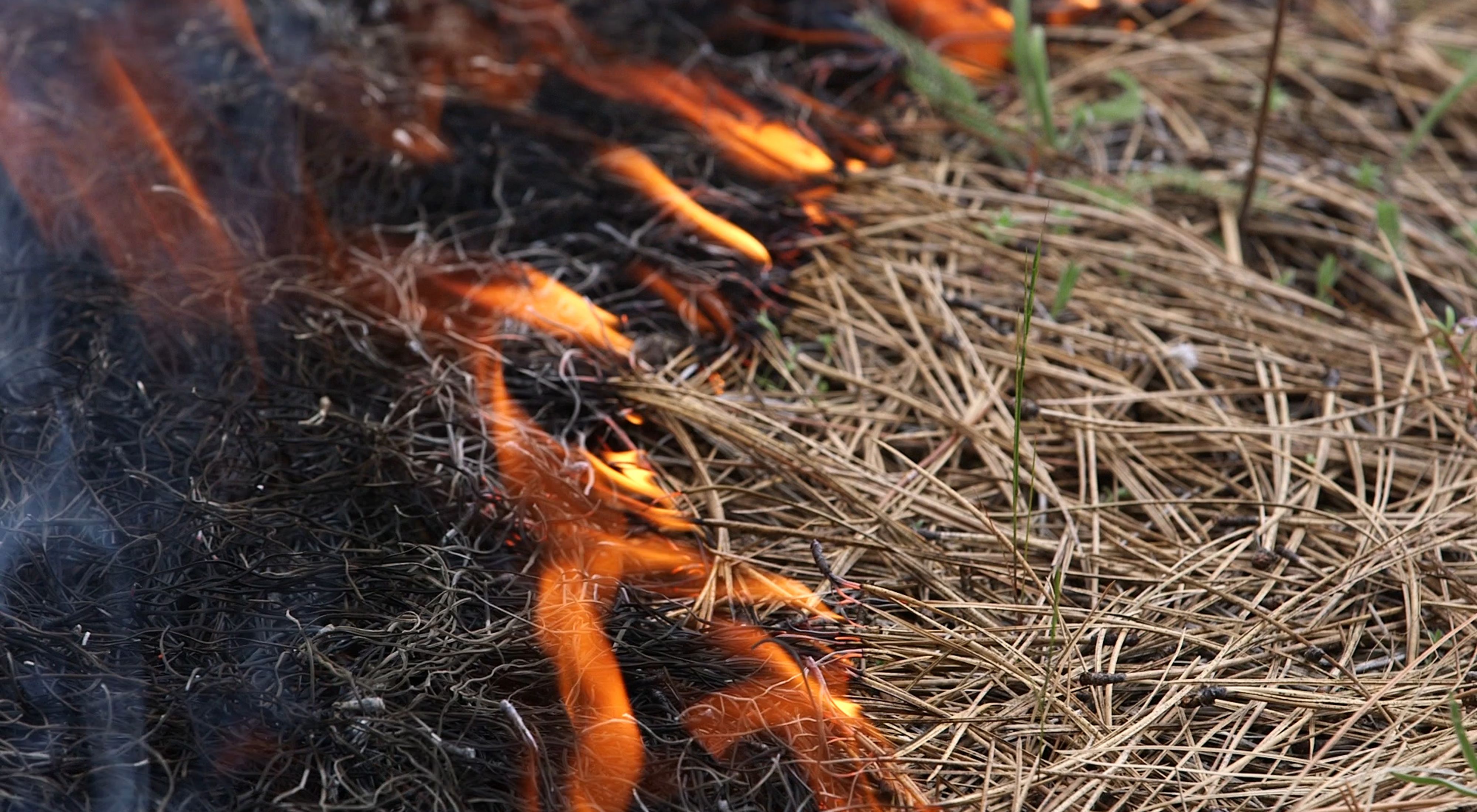 Controlled burn in Oregon.